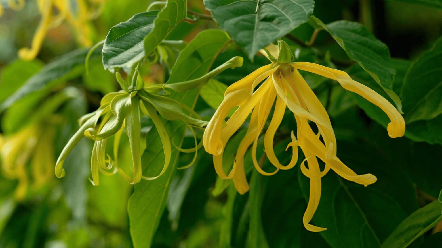 Ylang Ylang Discover What This Exotic Scent Smells Like Source of Beauty Fragrance
